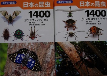 日本の昆虫.jpg