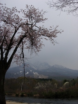 桜と妙高山.jpg