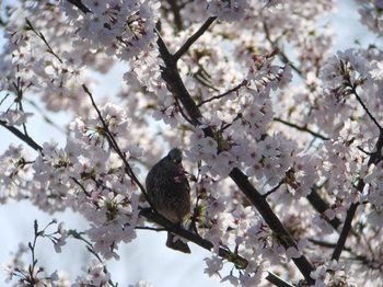 桜ﾋﾖ2.jpg
