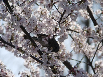 桜ﾋﾖ3.jpg